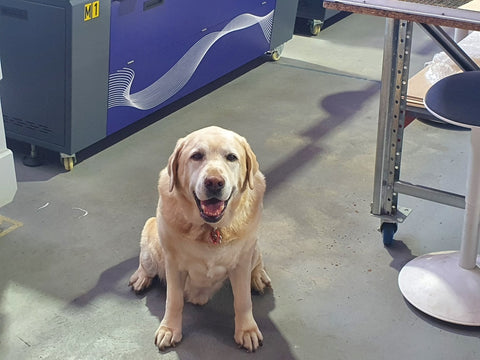 A photo of a cute dog (golden retriever) sitting on the floor. He is Mr Bob Puzzles employee of the month